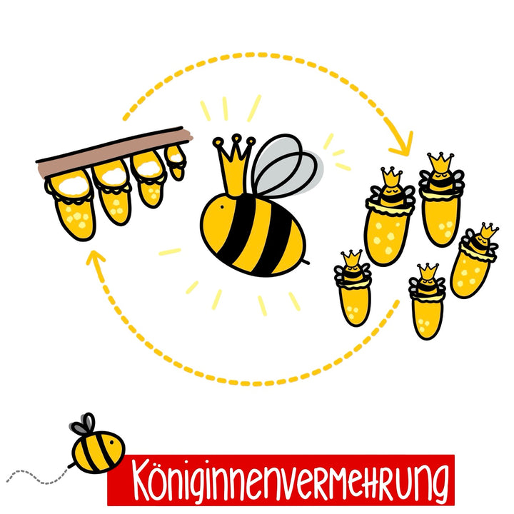 Fortgeschrittenenkurs: Königinnenvermehrung für die eigene Imkerei