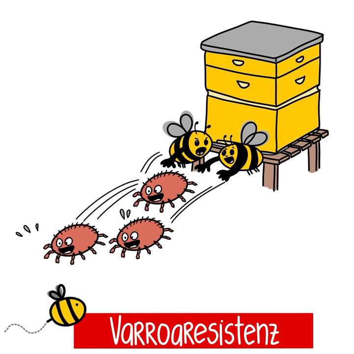 Mein Weg zur Varroaresistenz - Kurs für Fortgeschrittene